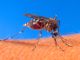 Mosquito persecution continues unabated
