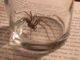 Spider forced to live in glass jar